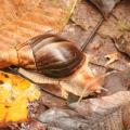 Achatina immaculata (African Land Snail)