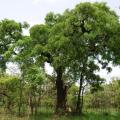 Afzelia african tree, habit, Comoé Park, Ivory Coast