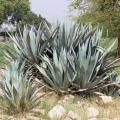 Century plant (Agave americana)