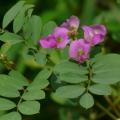 Ahuhu (Tephrosia purpurea), leaves and flowers