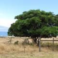 Albizia lebbeck (Siris tree), Hawaii 