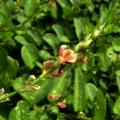 Alysicarpus ovalifolius, flower and leaves, Taiwan