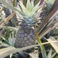 Pineapple, Hawai