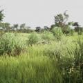 Gamba grass (Andropogon gayanus), tufted ceaspitose habit