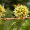 Anogeissus (Anogeissus leiocarpa (DC.) Guill. et Perr.), flowers, Burkina Faso