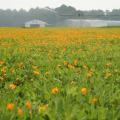 Rhizoma peanut (Arachis glabrata) stand