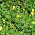 Pinto peanut (Arachis pintoi) stand, Oahu, Hawaii