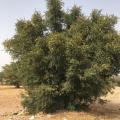 Argan (Argania spinosa), tree, Essaouira, Morocco