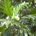 Breadfruit fruit and leaves