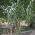 Arundo donax, Jardin des Plantes, Paris