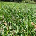 Carpet grass (Axonopus fissifolius) habit, Maui, Hawaii