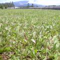 Blanket grass (Axonopus compressus) sward, Maui, Hawaii