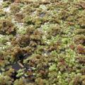 Azolla