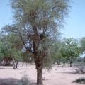 Desert date (Balanites aegyptiacus) tree
