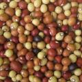 Bambara groundnut (Vigna subterranea), seeds