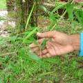 Bamboo leaves