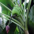 Banana plant at Kew Gardens, UK