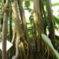 Banyan (Ficus benghalensis), trunks, Kew Gardens, London
