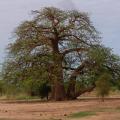 African baobab