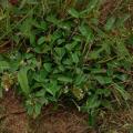 Barbadinho (Desmodium barbatum) habit, Zimbabwe