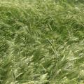 Barley spikes, France