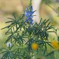 Blue lupin (Lupinus angustilofius), leaves and inflorescence