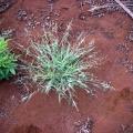 Blue signal grass (Brachiaria leersioides), habit