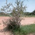 Boscia (Boscia angustifolia) habit, Burkina Faso