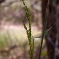 Brachiaria (Brachiaria lata), habit