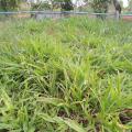 Congo grass (Brachiaria ruziziensis), habit, Thailand