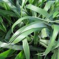 Bread grass (Brachiaria brizantha), Hawaii