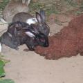 Rabbits eating wet brewers grain in Africa