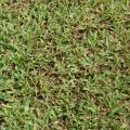 Buffalo grass (Paspalum conjugatum)