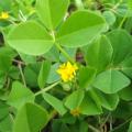 Bur clover (Medicago polyphorma), flower and leaves