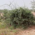 Cadaba (Cadaba farinosa) habit