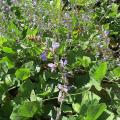 Calopo (Calopogonium caeruleum), habit