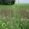 Camelina (Camelina sativa), flowers, Unterfranken, Germany