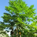 Papaya tree at Kahanu Gardens, Maui