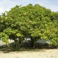 Cashew (Anacardium occidentale) tree habit, Brazil