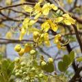 African laburnum (Cassia sieberiana) flowers