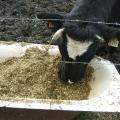 Cattle eating maize silage