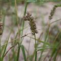 Indian sandbur (Cenchrus biflorus)