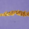 Birdwood grass (Cenchrus setiger) spike