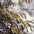 Chilean mesquite (Prosopis chilensis)