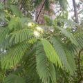 Chinese albizia (Albizia chinensis), habit and leaves