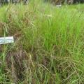 Rhodes grass (Chloris gayana), habit, Hawaii