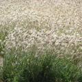 Blackseed grass (Chloris virgata) stand