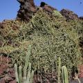 Cissus (Cissus quadrangularis) habit, Lanzarote, Canary Islands, Spain