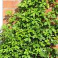 Cissus (Cissus striata) habit, Brighton, UK