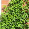 Cissus (Cissus striata) habit, Brighton, UK